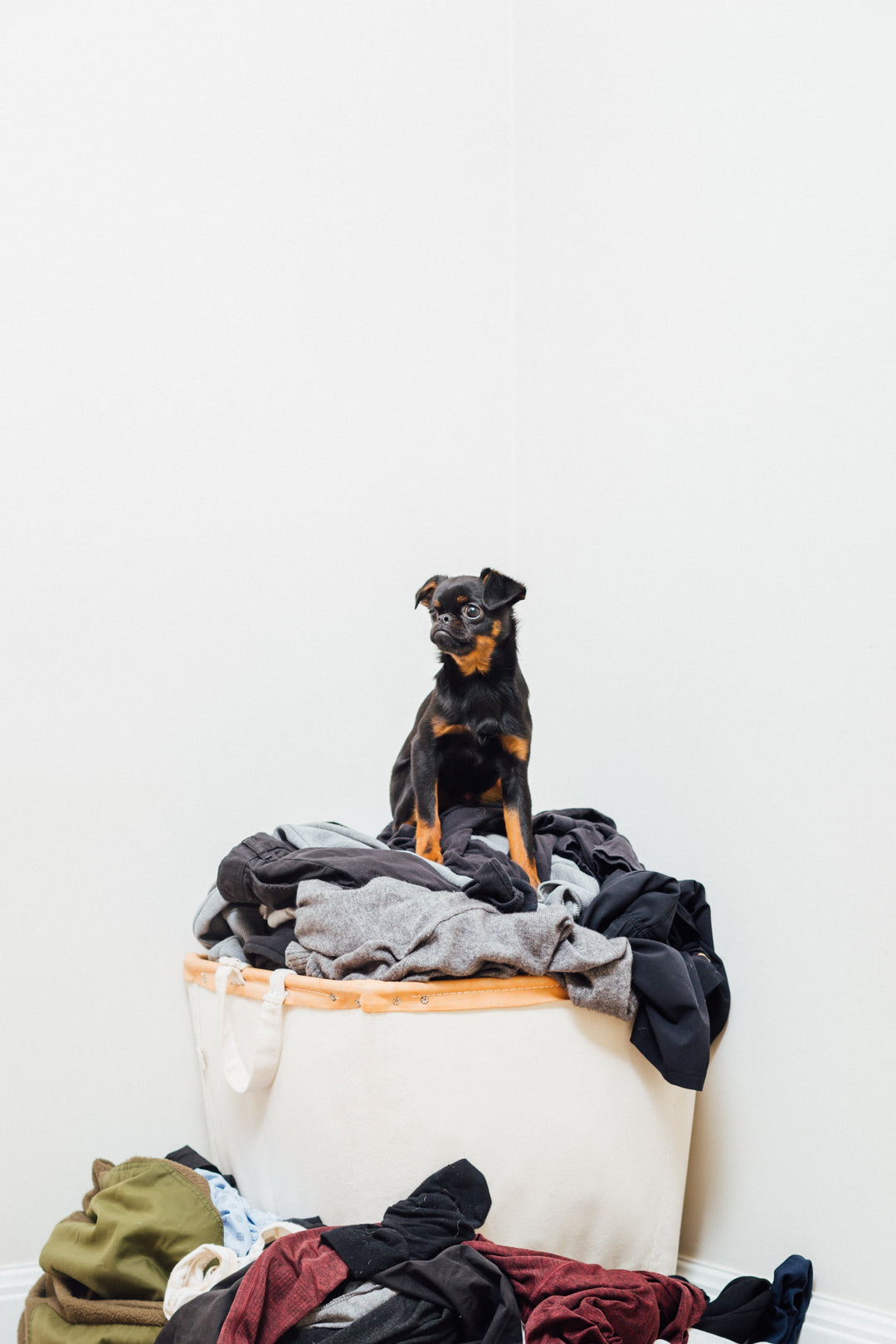 How to Get Pet Odors Out of Laundry (That Actually Works)
